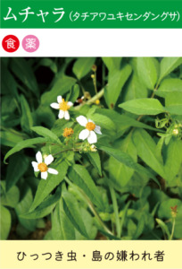 tachiawayukisenndanngusa