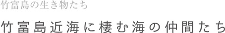 竹富島近海に棲む海の仲間たち