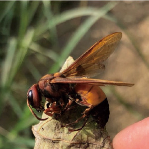 tsumagurosuzumebachi