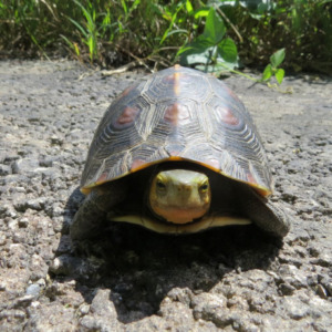 yaeyamasemaruhakogame